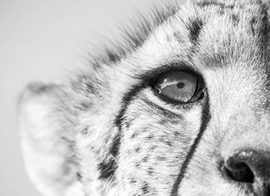 Cheetah close-up in the wild