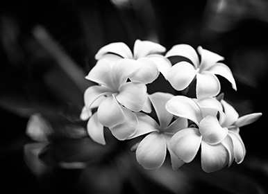 White flowers