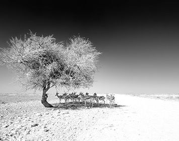 Antelope enjoying the shade of a tree