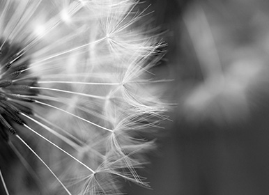 Extreme close-up of a dandelion